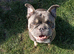 French bulldogs