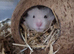 Hamsters (2 female & 1 male)
