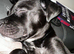 Rocco