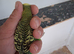 Budgies