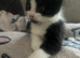 8 week old male kittens