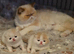 READY TO LEAVE NOW 1 BEAUTIFUL GCCF EXOTIC PERSIAN KITTENS