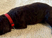 Irish Water Spaniel Litter Just 1 Girl left