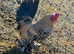 Lemon millefleur booted bantam hatching eggs