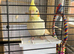Baby Lutino cockatiel