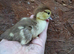 Muscovies duckling and layers