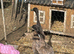 2 Male bonded male Indian runners