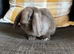 Beautiful baby mini lop boy can leave now