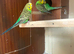 Lovely pair in Dagenham rm9 area