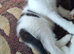 2 boy kittens (ready 04/08/26)