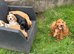Stunning Show Type Cocker spaniel pups