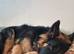 FOR SALE GERMAN SHEPHERD BOY