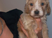 Cockapoo Puppies