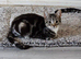 3 beautiful tabby kittens for sale