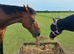 8yrs old, gelding.
