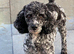 Beautiful  cockapoo puppies