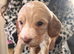 Cocker spaniel puppies