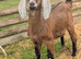 BGS Registered Anglo Nubian Male Kid For Sale