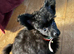 Stunning Toy Poodle x Pomeranian puppy Ready to go