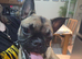 Pug x frenchie puppy