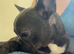French bull dog