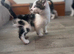 Mixed kittens