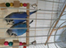 Bonded budgies