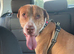 American bull staffy