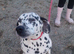 Dalmatian girl