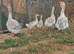 Family Buff Dewlap Toulouse Geese