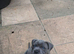 Blue staffy pups