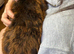 Netherland Dwarf X Mini Lop Neutered Male