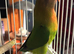 Cute young lovebirds