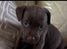 Patterdale puppies