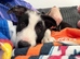Border collie