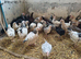 Cockerels various age and breeds