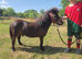 Registered shetland gelding