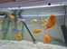 Tropical fish