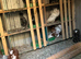 Pigeons for sale mixed