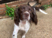 Cocker spaniel