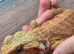 hypo orange trans leatherback bearded dragon
