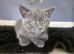 British short haired male kitten for sale
