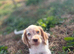 Cocker spaniel puppies
