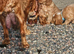 Cocker spaniel pups