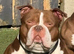 Pocket bully