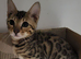Bengal kittens