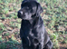 KC working Labrador Retriever Puppies