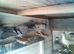 for sale race pigeons