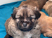 Beautiful sheltie cross Shih Tzu
