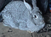 Giant Chinchilla Doe